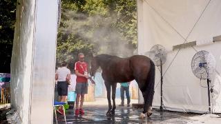 在凡尔赛战胜高温：针对马匹运动员的气候缓解策略