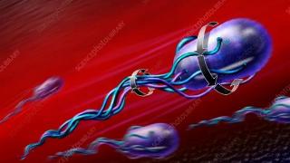 细菌鞭毛马达：最不寻常的生物结构 质子动力每分钟10万转
