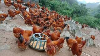 广东“十大名鸡”出炉！哪道“鸡”是你的最爱？