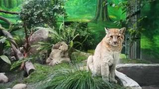 重庆动物园15岁金猫“阿宅”去世：网友纷纷悼念，被称为“最神秘的猫科动物”