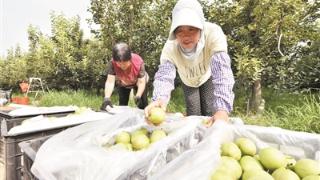 河北威县：沙荒地上梨果飘香