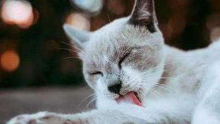 辟谣：猫咪不只是洁癖，也有“重口味”喜欢喝马桶水的一面