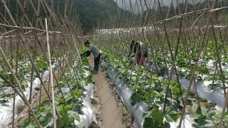 贵定农商银行：“金融及时雨”助力家庭农场绽放致富之花