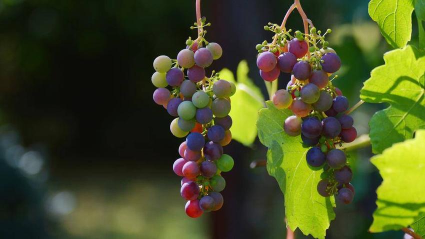 糖友在夏季如何正确地食用葡萄呢