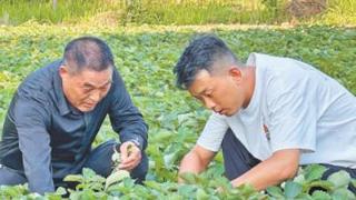 天雄村成“草莓村”（美丽中国）