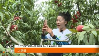 外地女子在丹江口种桃8年，只为追寻“儿时的味道”