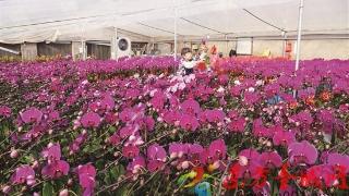 兖州区大力发展花卉种植