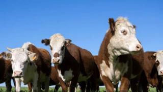 古代无数文人墨客曾盛赞牛，为何他们对牛情有独钟？