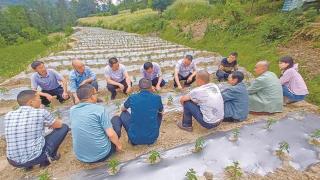 辣椒专家田间地头“传技送宝”