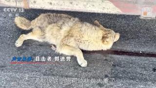 可可西里网红狼被车撞死？可能都是投喂惹的祸