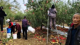 河北沙河市蝉房乡大台村苹果喜获丰收