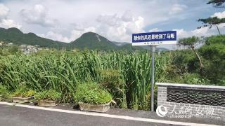 行路江淮丨安庆岳西：路通百业兴，山窝窝变金窝窝