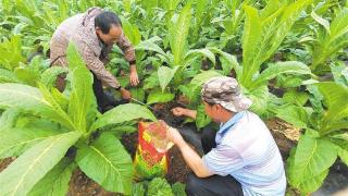 麒麟区抢抓节令组织实施烤烟套种大豆粮经协同发展示范8500亩