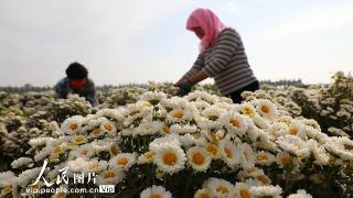 山东博兴：菊花盛开富农家