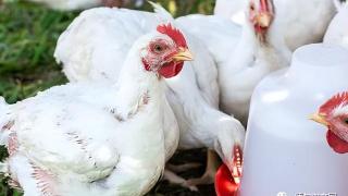 缅甸仰光明肉鸡批发价下降，7月鸡肉零售价回落