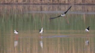 鸟界“超模”黑翅长脚鹬出现在黄河玫瑰湖国家湿地公园栖息觅食