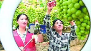 党员志愿者  直播卖葡萄