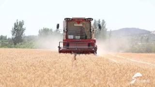 潍坊600多万亩小麦陆续进入成熟期