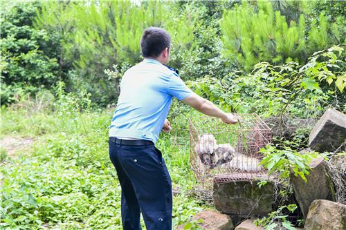 弋阳县公安局朱坑派出所成功救助国家二级保护动物猴面鹰