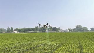 无人机“飞防” 科技助力水稻增产