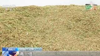 重庆永川：60万亩水稻进入分蘖期科技助力增效