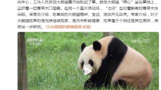陕西秦岭大熊猫吃草，“七仔”大快朵颐