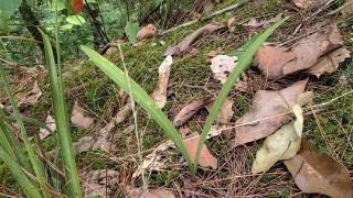 蕲春发现兰科角盘兰属新记录物种，填补了该物种在大别山区的空白
