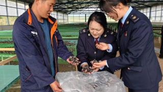 西藏米林：谷地木耳产业“蝶变”
