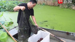 藕塘套养小龙虾鼓了种养大户口袋，“荷藕之乡”的生态农业模式惹