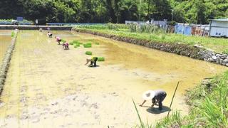 技术下沉助力水稻增产增收