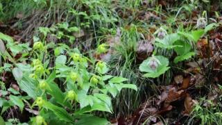 陕西首次发现国家二级保护兰科植物—绿花杓兰