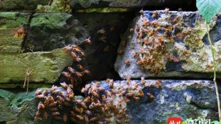 高温天气，数百只野蜜蜂在明城墙缝中“抱团”纳凉