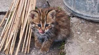 巡查时意外发现1月龄“萌兽”，竟是国家二级保护动物豹猫