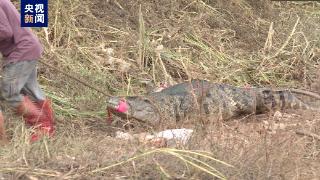 鳄鱼养殖场积水被排掉近七成