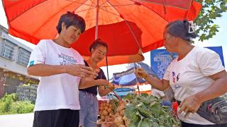贵州纳雍：马店地萝卜亩产值可达1万元