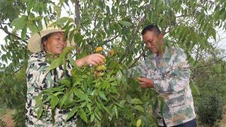 江西东乡：薄壳山核桃成熟 寒露时节采收忙