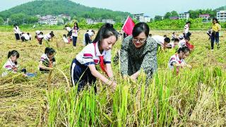 孩子们在洞口县黄桥镇黄桥村捡拾被收割机遗漏的稻穗