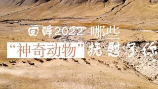 回眸2022|哪些“神奇动物”抚慰了你?