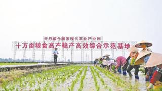 800个水稻品种 “站”满了秧苗