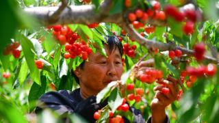 山东肥城：樱桃种植助农创富增收