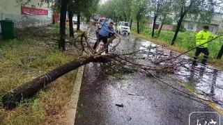 大风刮断树木挡路 泗县民警冒雨及时清理