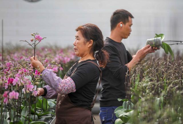 蝴蝶兰花开 春节市场见 扫码阅读手机版