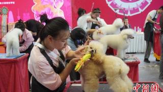 宠物美容师资格认证考试在河南郑州举行
