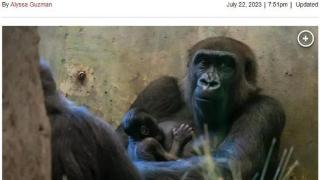 美国动物园“雄性”大猩猩忽然生娃，网友看懵：这都能搞错！
