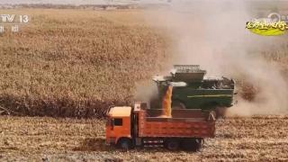 新疆多地玉米陆续进入收获季 制种玉米订单化种植效益高