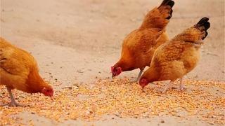 鸡异食癖的发病症状有哪些？如何防治鸡异食癖？养鸡人必看