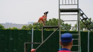 “犬王争霸” 四川多地搜救犬即酷又猛