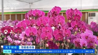 年宵花“顶流”蝴蝶兰销售火爆 看看它做了哪些“新造型”