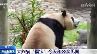 大熊猫“福宝”营业了！大家关心的问题请看这里↓↓↓