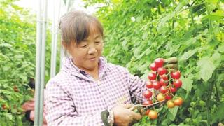特色产业“一串红” 助农增收促发展